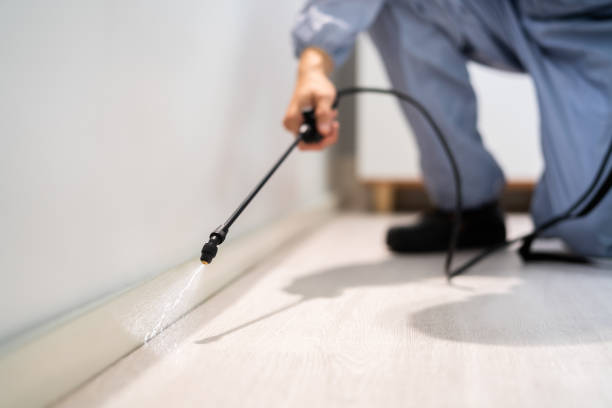 Licensed Wasp Removal service in Mack, OH - Show Me Pest Control
